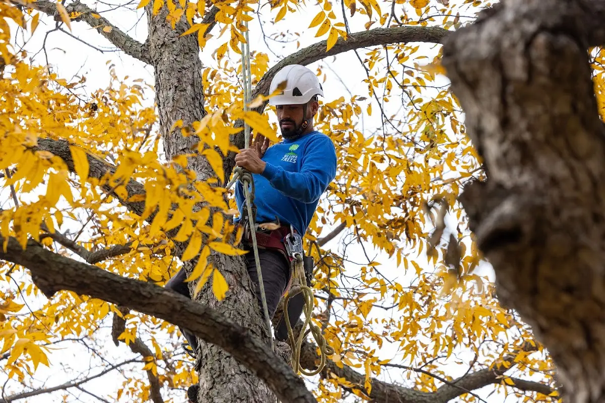 Skilled Tree Planing crew working in Ashland