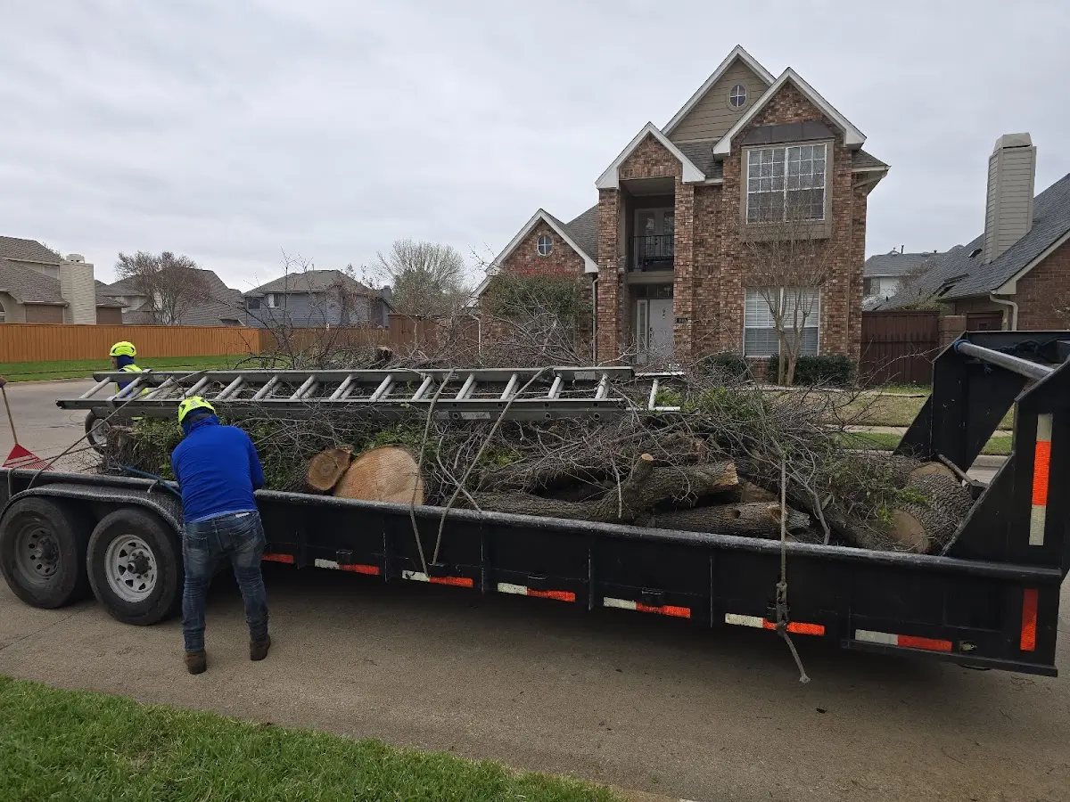 Expert Tree Removal with proper safety equipment in Ashland